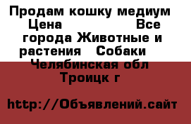 Продам кошку медиум › Цена ­ 6 000 000 - Все города Животные и растения » Собаки   . Челябинская обл.,Троицк г.